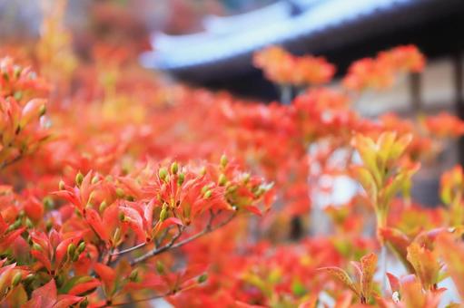 赤く染まるドウダンツツジのアップ ドウダンツツジ,ツツジ,紅葉の写真素材