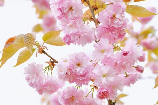 紅色の八重桜　関山 桜,関山,八重桜の写真素材