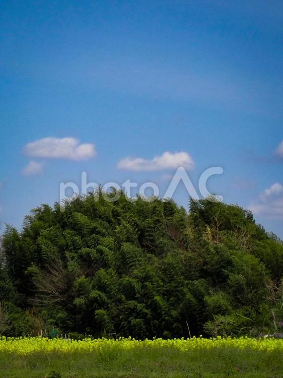 【春】田舎の風景（縦） 里山,菜の花,黄色の写真素材