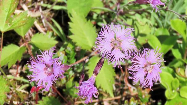 白馬五竜高山植物園 タカネナデシコ 白馬五竜高山植物園 タカネナデシコ タカネナデシコ,高嶺撫子,花の写真素材