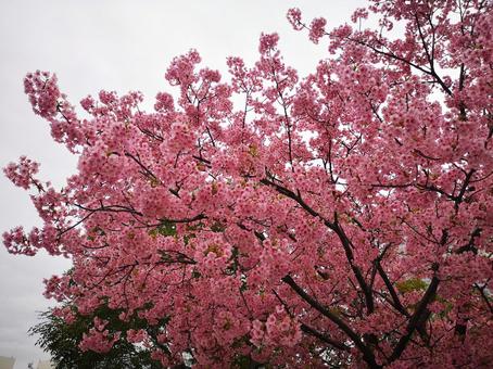さくら さくら 花,桜,綺麗の写真素材
