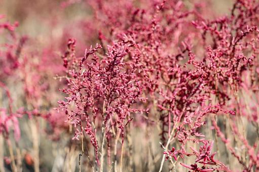 シチメンソウ　クローズアップ 紅葉,海岸,シチメンソウの写真素材