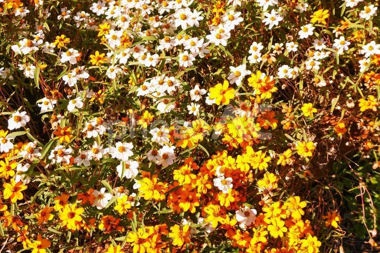 花壇の花たち３ 花壇,花,黄色の写真素材