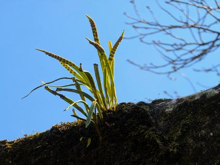美しい青い空とシダ植物 美しい青い空とシダ植物 シダ植物,胞子,草の写真素材