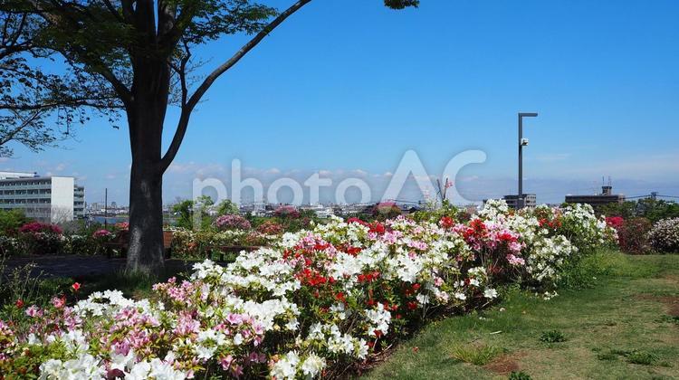 なぎさ公園・ツツジ＆対岸の浦安・江戸川区 春,ツツジ,花の写真素材