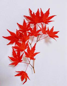 やまもみじの枝 もみじ,秋,秋色の写真素材