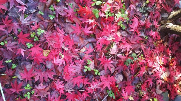 赤い落ち葉の絨毯 紅葉,落ち葉,秋の写真素材