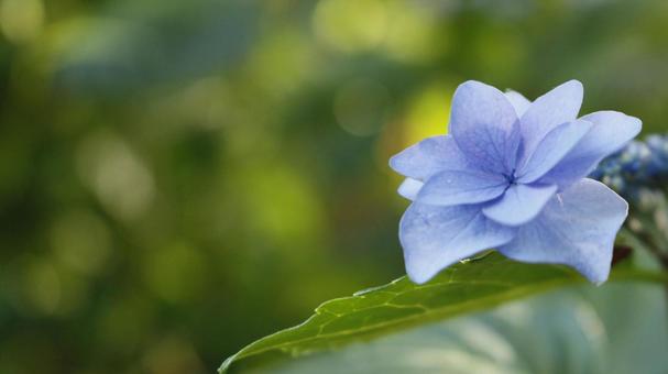 Blue hydrangea, JPG Blue hydrangea, JPG