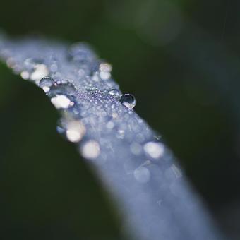 葉についた美しい水滴 葉についた美しい水滴の写真