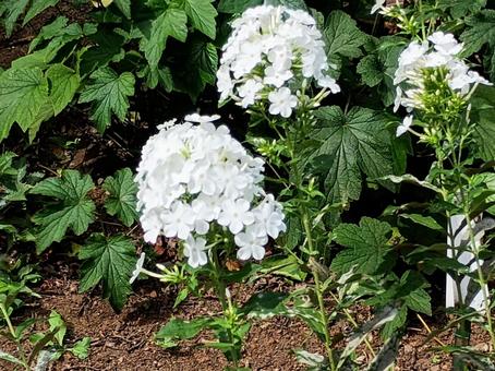 フロックスの花 フロックスの花の写真