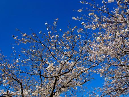 青空と桜 青空と桜の写真