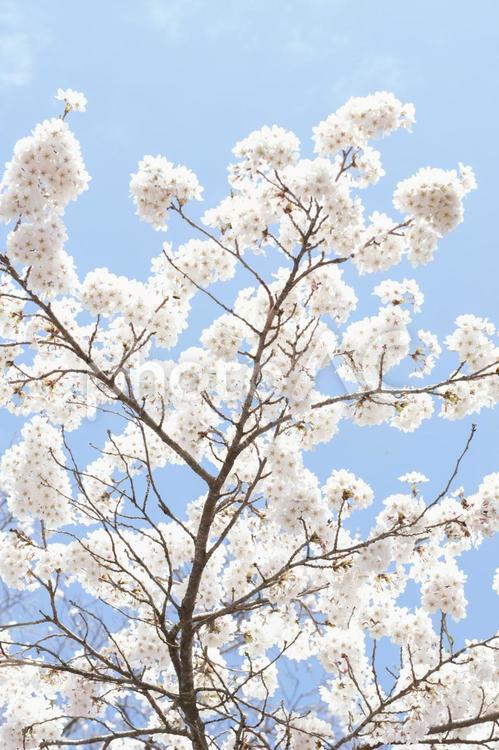 桜　春　花　花見　ソメイヨシノ ソメイヨシノ,桜,春の写真素材