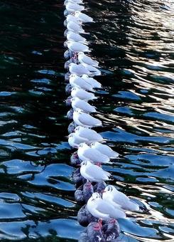 カモメの整列/ひと休み カモメ,海,ロープの写真素材