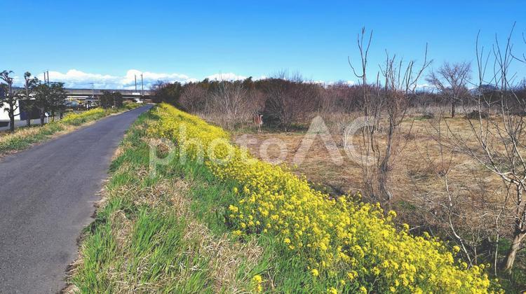 堤防の菜の花#02 菜の花,空,青空の写真素材