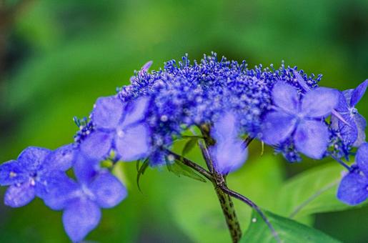 The beginning of blooming hydrangea, a tradition of the rainy season, JPG