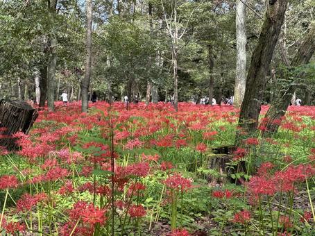巾着田曼珠沙華公園。 巾着田曼珠沙華公園。 巾着田,巾着田曼珠沙華公園,埼玉県の写真素材