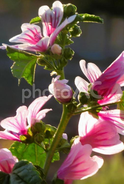６月上旬の庭の陽を浴びるゼニアオイの花 ゼニアオイ,花,植物の写真素材