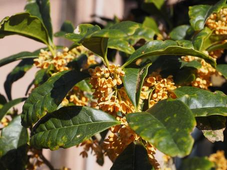 Osmanthus (Fragrant Olive), JPG