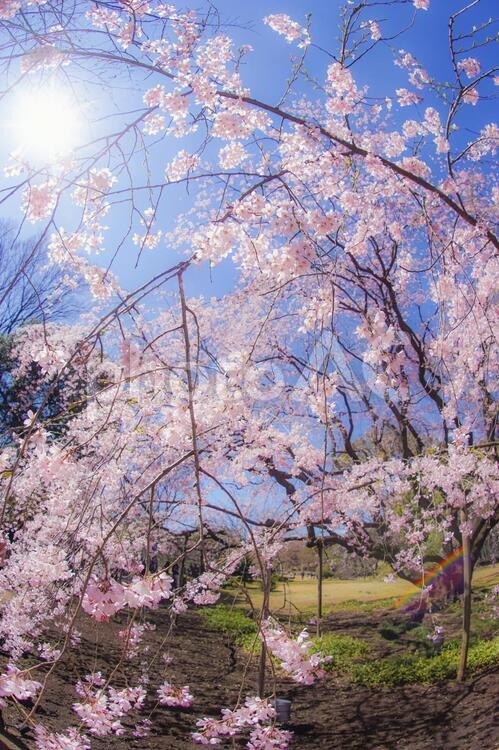 枝垂れ桜と晴天の青空 枝垂れ桜,青空,空の写真素材