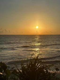 美しい夕陽と植物、水平線とビーチ、波 美しい夕陽と植物、水平線とビーチ、波 空,自然,風景の写真素材
