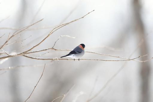 ウソ ウソの写真