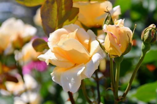 薔薇　イエロークイーンエリザベスの写真