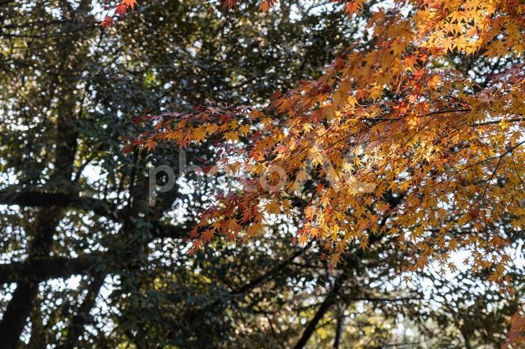 もみじと青空　もみじ　オレンジ色　　紅葉　木洩れ日 紅葉,もみじ,モミジの写真素材
