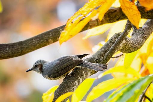 ヒヨドリ(50) 鳥,鳥類,ヒヨドリの写真素材