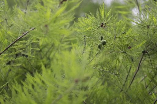 メタセコイヤ メタセコイヤ 自然,みどり,野生の写真素材