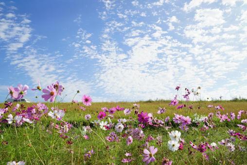 晴れた日の空 コスモス,秋,晴天の写真素材