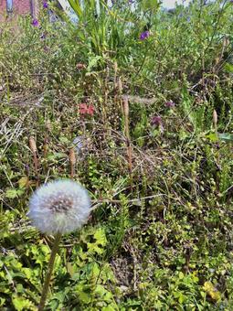 たんぽぽの綿毛とつくし たんぽぽ,綿毛,つくしの写真素材