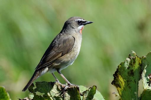 ノゴマ ノゴマ ノゴマ,コマドリ,野鳥の写真素材