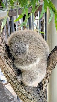 コアラの寝姿 コアラ,動物,寝姿の写真素材