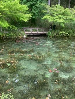 モネの池 モネの池 モネの池,岐阜県,青の写真素材