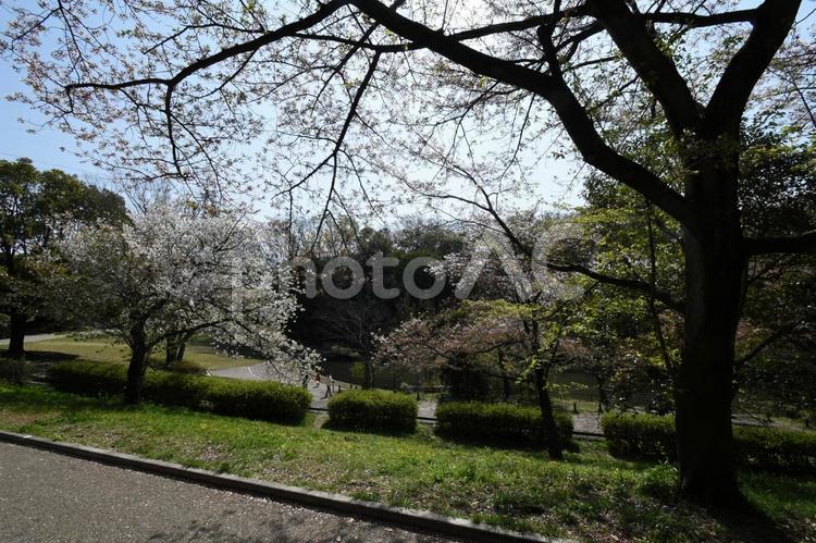 横浜市立鴨池公園の桜 さくら,サクラ,春の写真素材