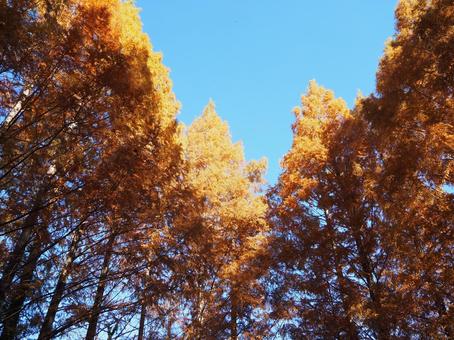 秋の亀山湖・メタセコイアの紅葉（君津市） 秋,メタセコイア,紅葉の写真素材