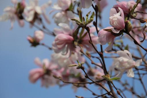 モクレンの花 モクレンの花の写真