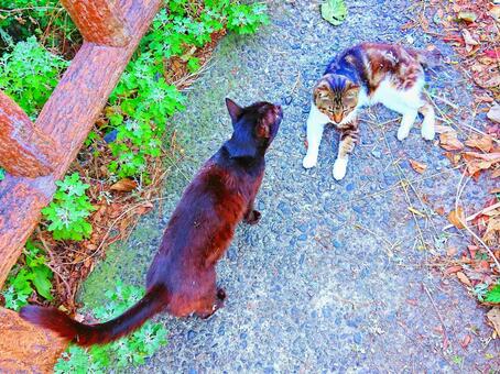 ねこ ねこの写真