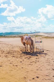 【鳥取】鳥取砂丘のラクダ 鳥取砂丘,鳥取,砂丘の写真素材