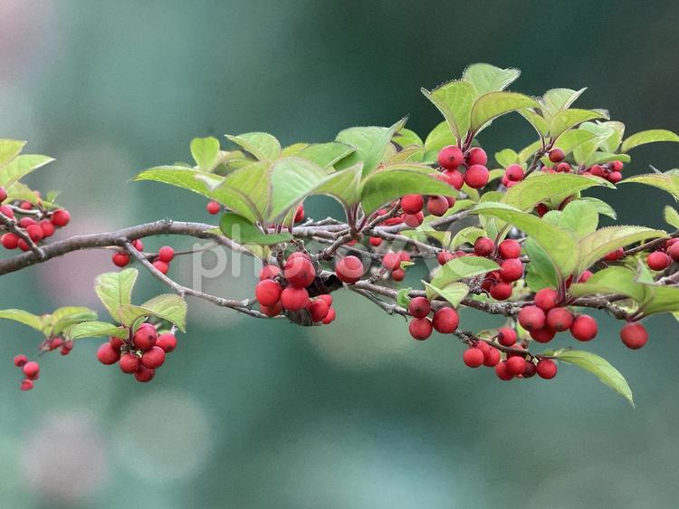 秋に見つけたお花30（赤い実） 秋,植物,色の写真素材