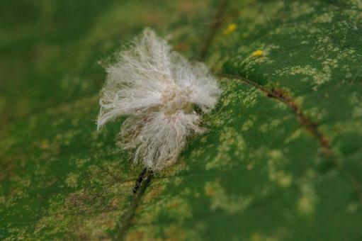 ふわふわとした白い生毛のハゴロモの幼虫 昆虫,虫,自然の写真素材
