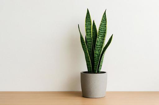 【観葉植物】サンスベリアと白い壁2 【観葉植物】サンスベリアと白い壁2の写真