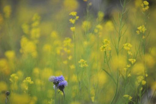 Cornflowers and rape blossoms, JPG Cornflowers and rape blossoms, JPG
