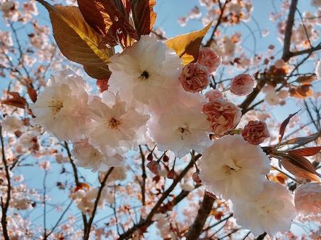 青空と桜 青空と桜の写真