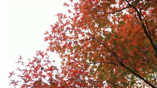 紅葉 紅葉の写真