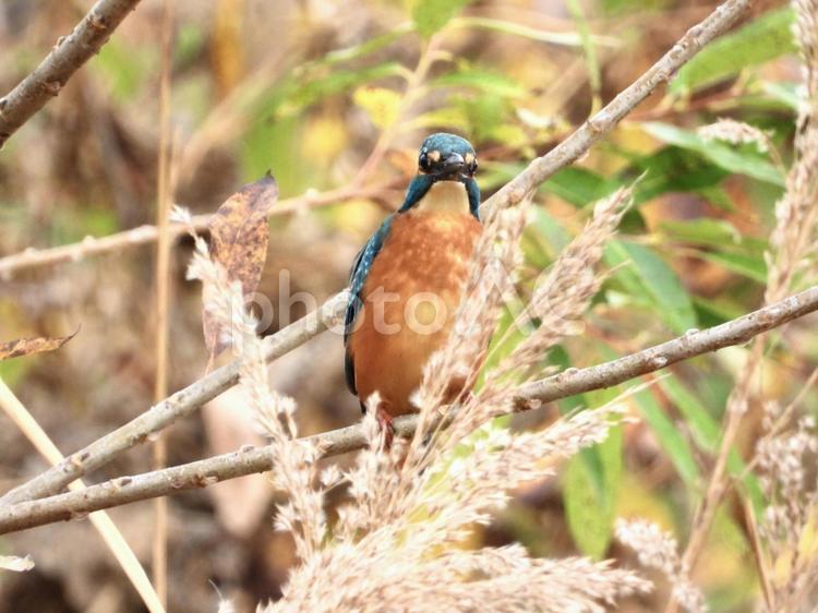 枝の上にとまるカワセミ 鳥,野鳥,カワセミの写真素材