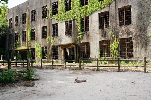 広島 大久野島 発電所跡3 広島 大久野島 発電所跡3 大久野島発電所跡,ウサギ,バニーの写真素材