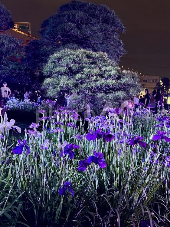 夜の堀切菖蒲園　ライトアップされる花菖蒲 堀切菖蒲園,5月,菖蒲の写真素材