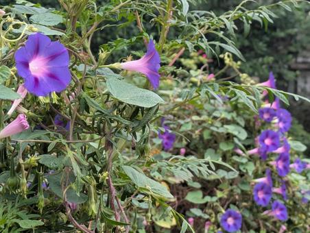 朝顔 朝顔,夏,自然の写真素材