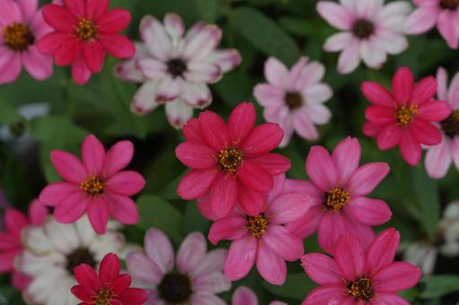 ジニア・プロフュージョン ジニア・プロフュージョン,秋の花,花壇の写真素材